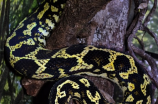 汪寿华：中国科学家首度发现导致耶鲁大学博物馆毒蛇标本变色的原因