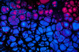 格纳布里(你知道什么是格纳布里吗？格纳布里的生物学家发现了一种新型细胞)