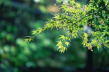 阳光总在风雨后原唱：回忆经典，唱响真情